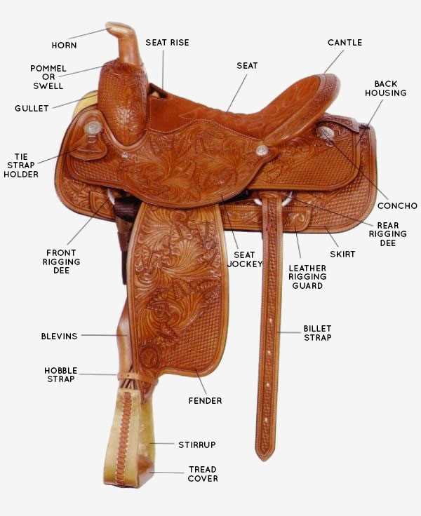 parts of saddle diagram