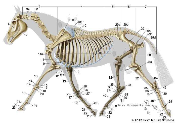 body parts of a horse diagram