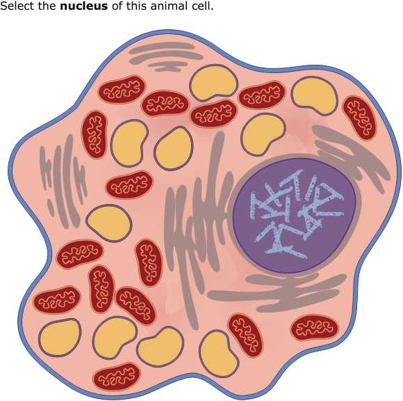 label the two cell parts on the diagram below.