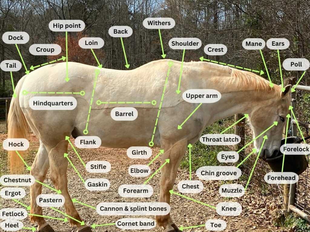 body parts of a horse diagram