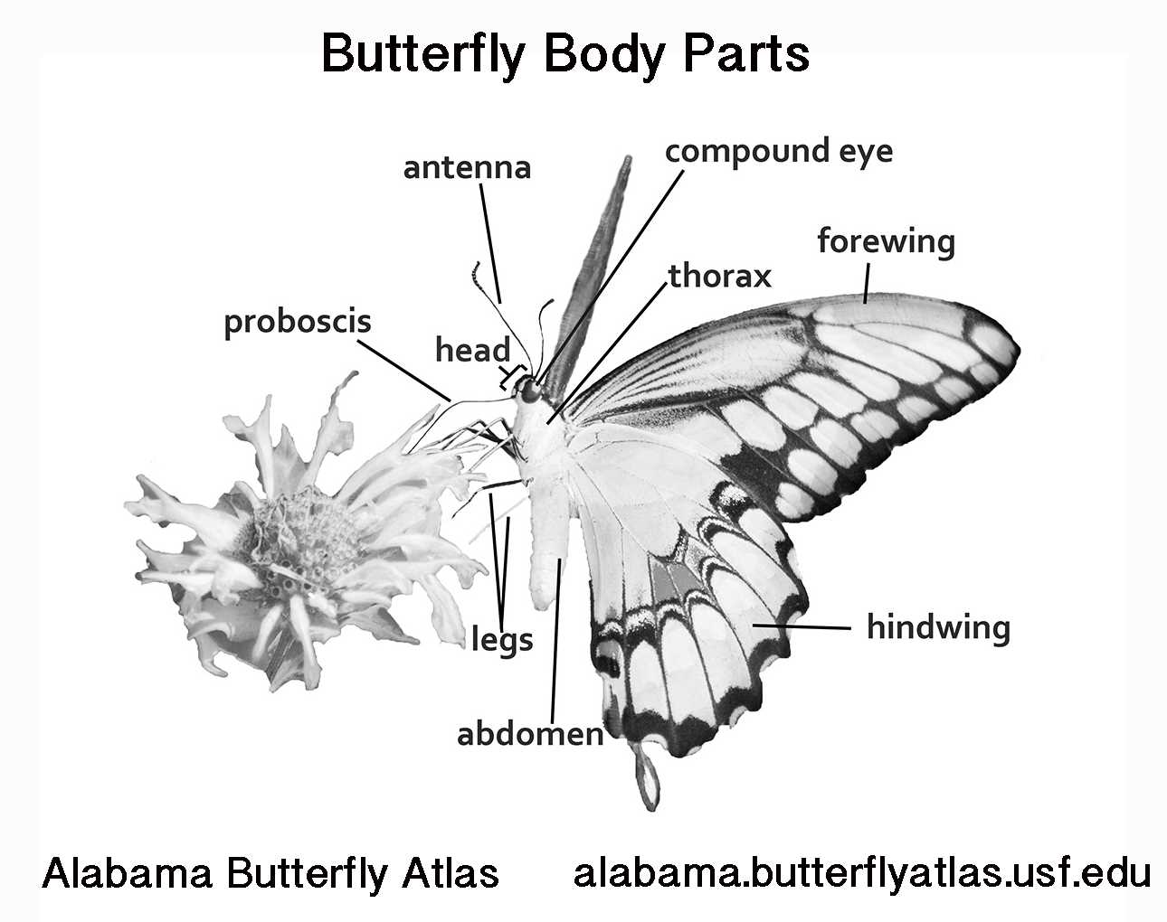 parts of a butterfly diagram