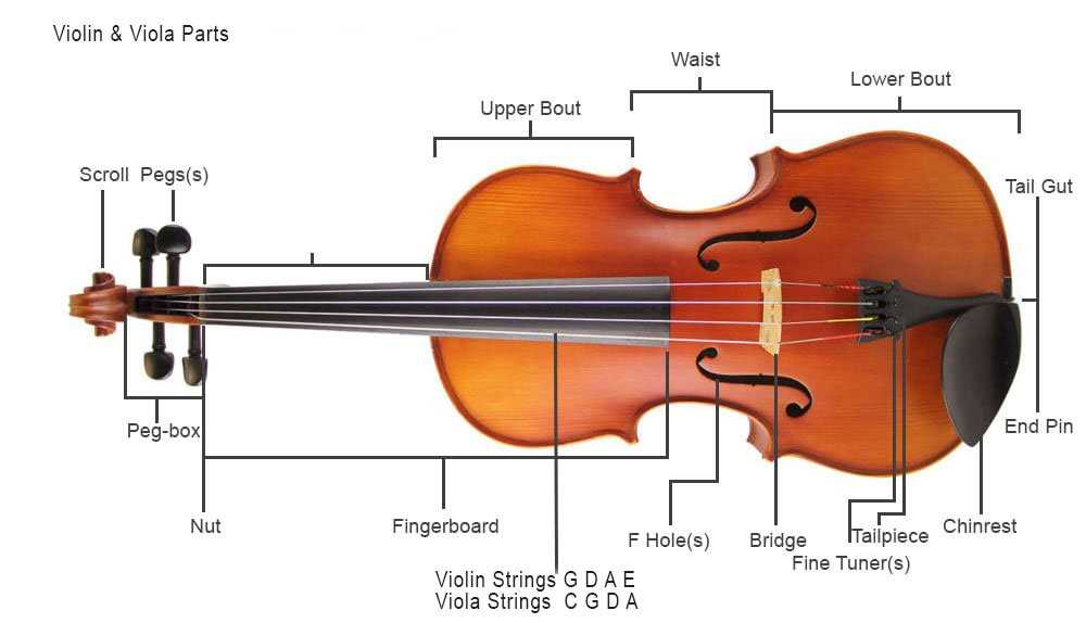 parts of a violin diagram