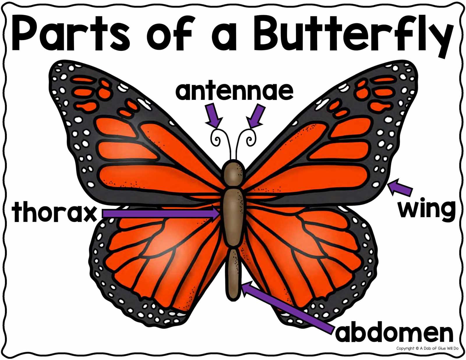 parts of a butterfly diagram