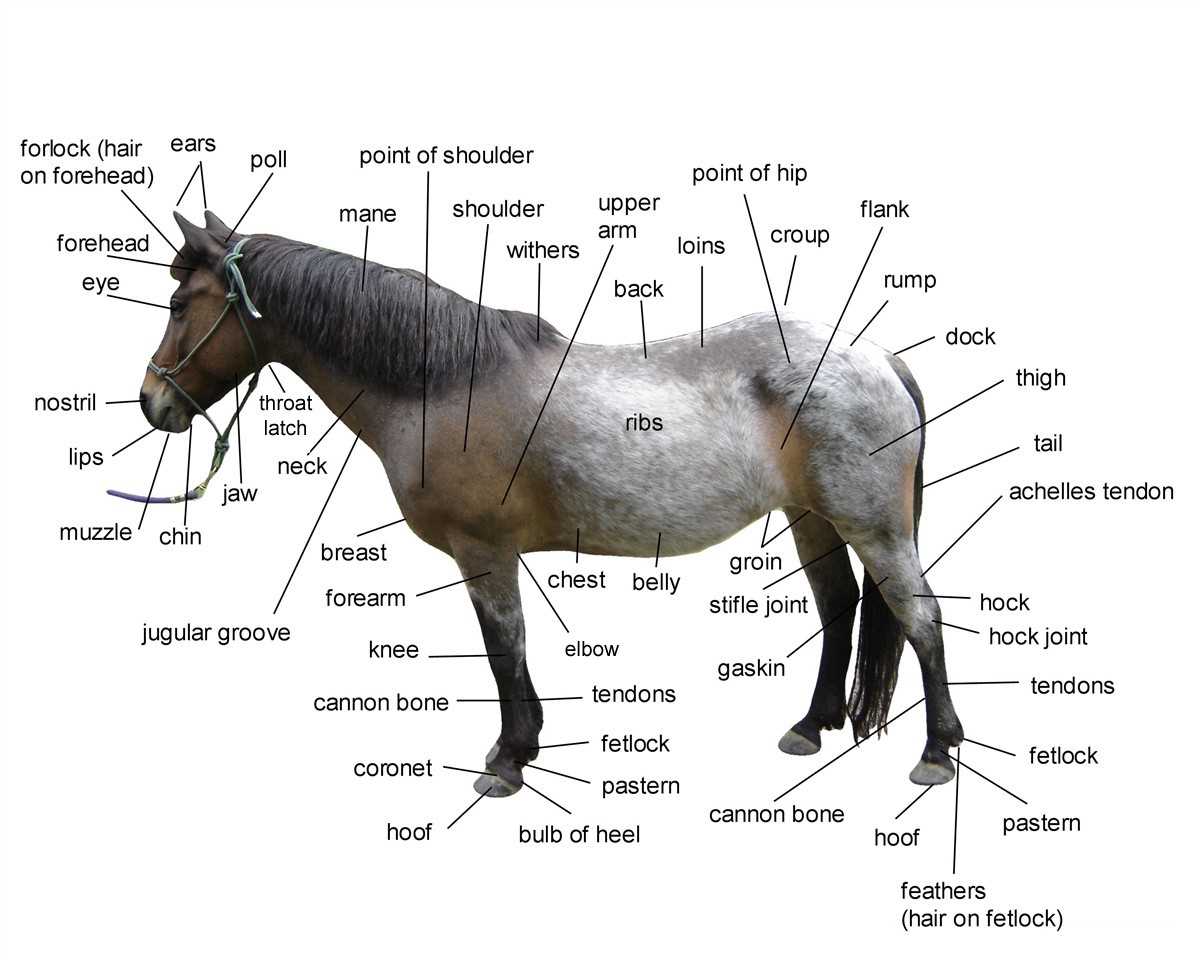 diagram of horse parts