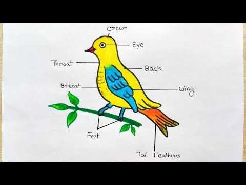 bird parts diagram