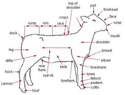 parts of a sheep diagram