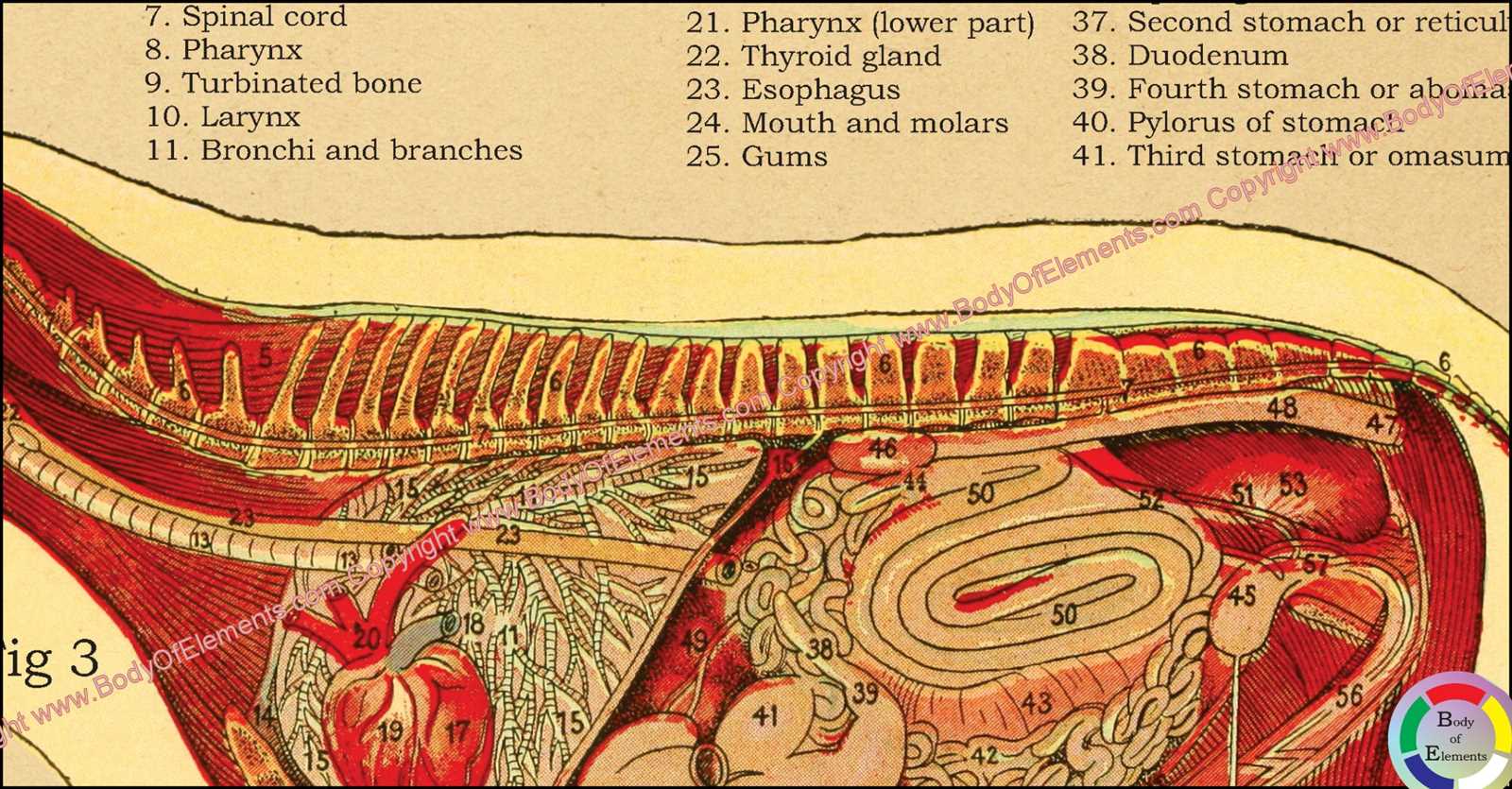 parts of a sheep diagram