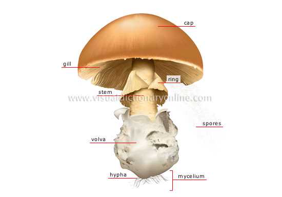 parts of a mushroom diagram