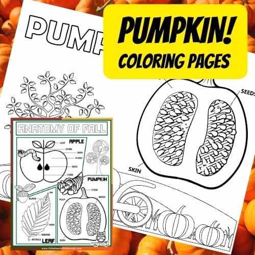 parts of a pumpkin diagram