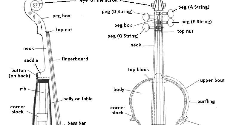 parts of a violin diagram