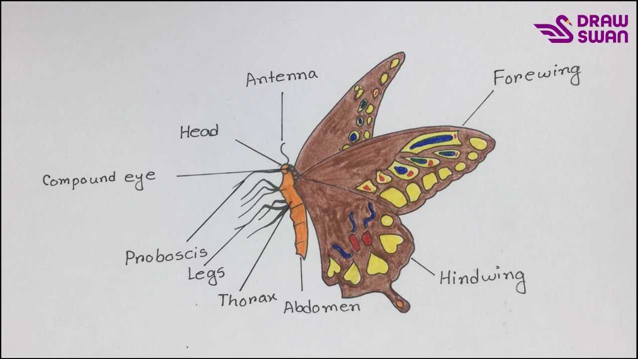 parts of a butterfly diagram