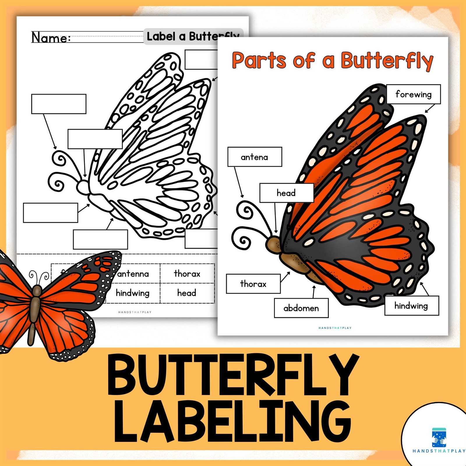 parts of a butterfly diagram