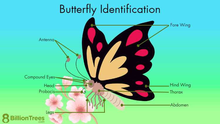 parts of a butterfly diagram