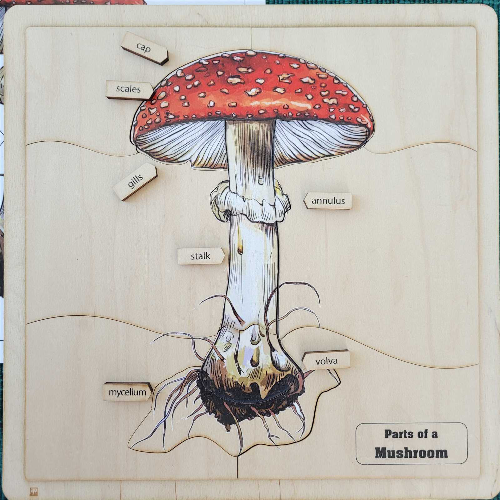 parts of a mushroom diagram