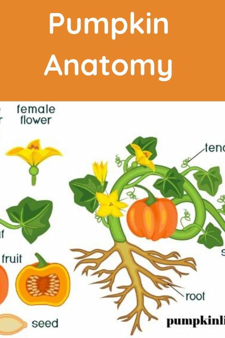 parts of a pumpkin diagram