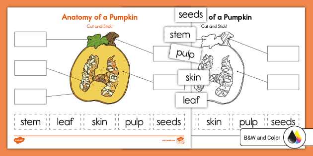 parts of a pumpkin diagram