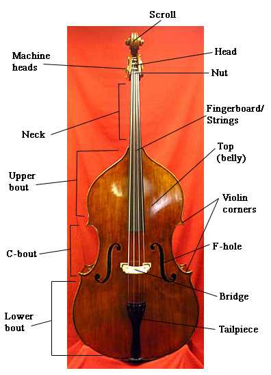 parts of the cello diagram