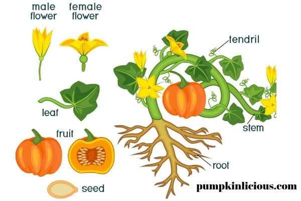 pumpkin parts diagram