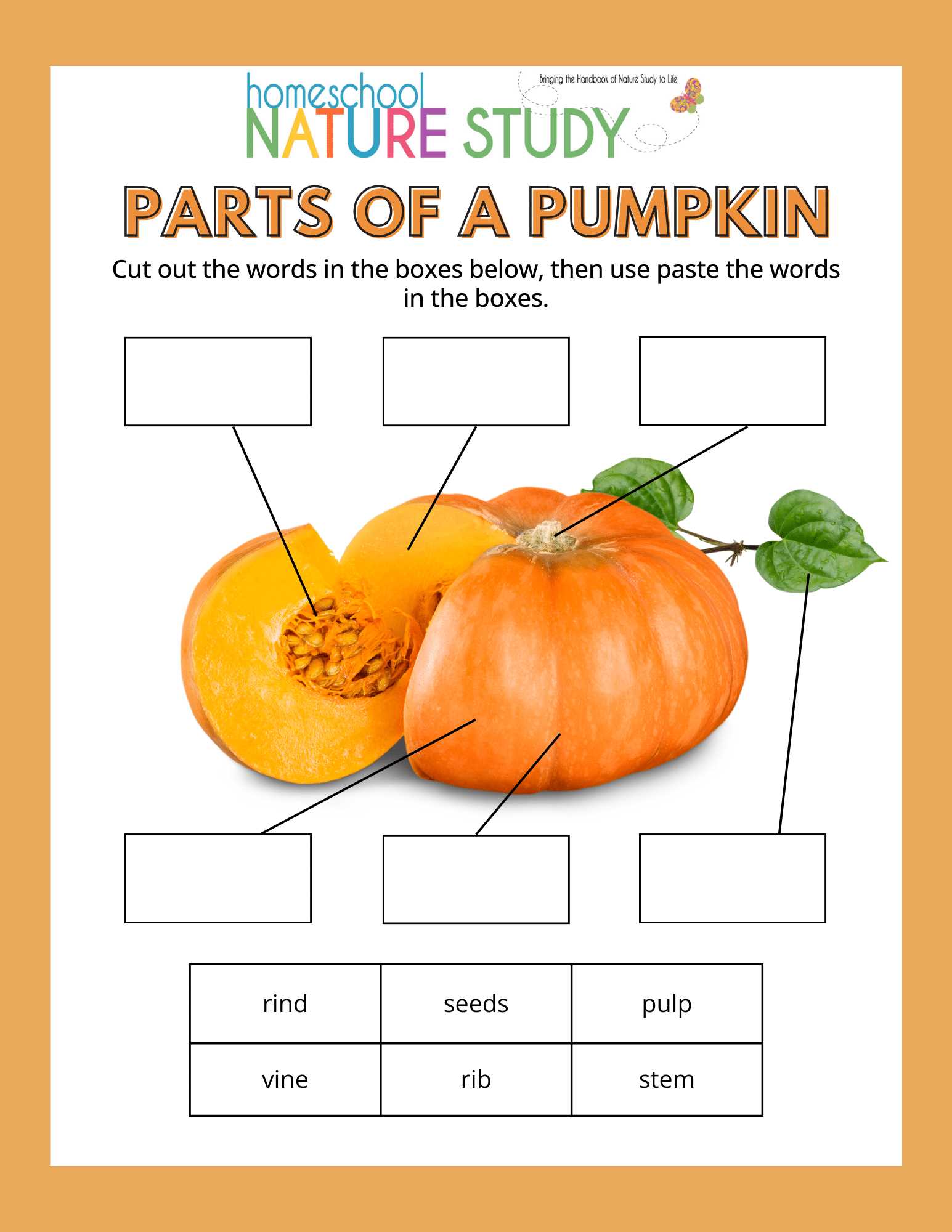 pumpkin parts diagram