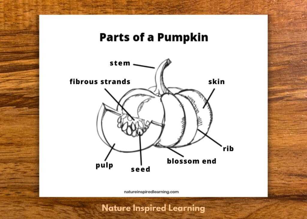 pumpkin parts diagram