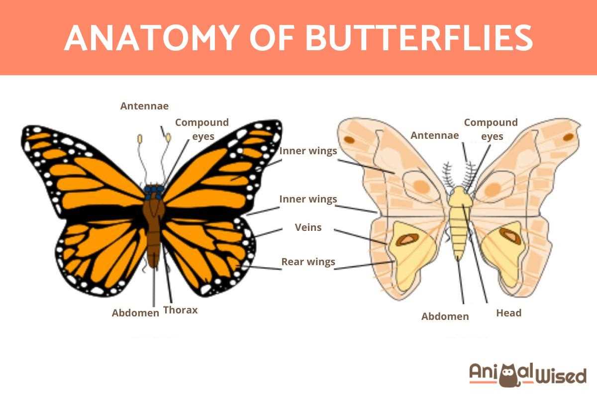 parts of a butterfly diagram