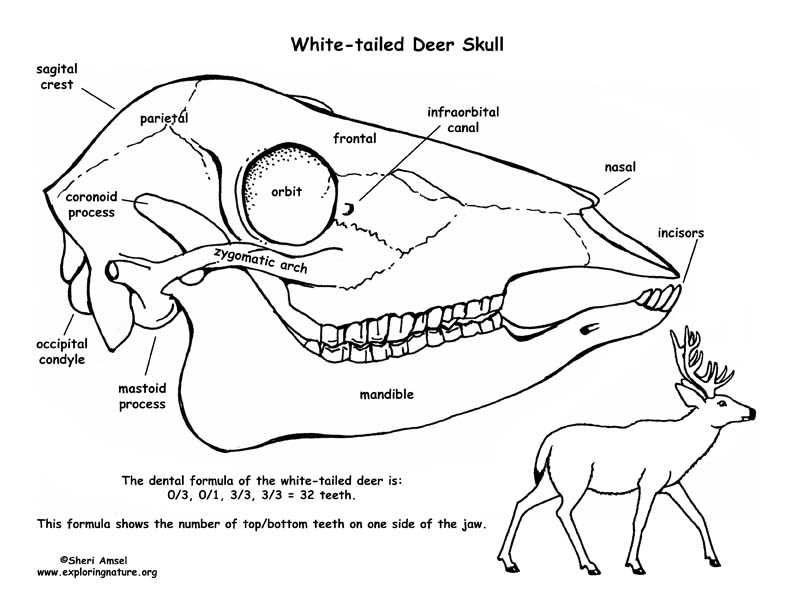 deer body parts diagram