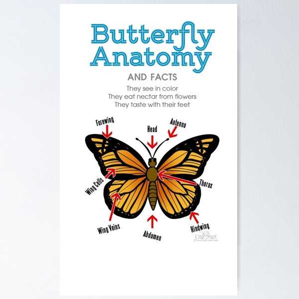 parts of a butterfly diagram