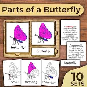 parts of a butterfly diagram