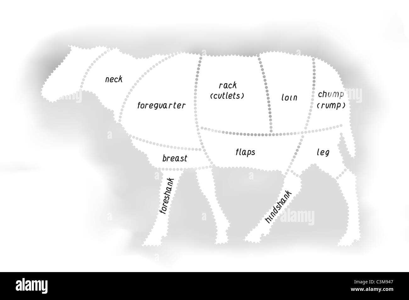 parts of a sheep diagram