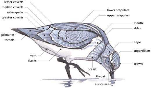 bird parts diagram