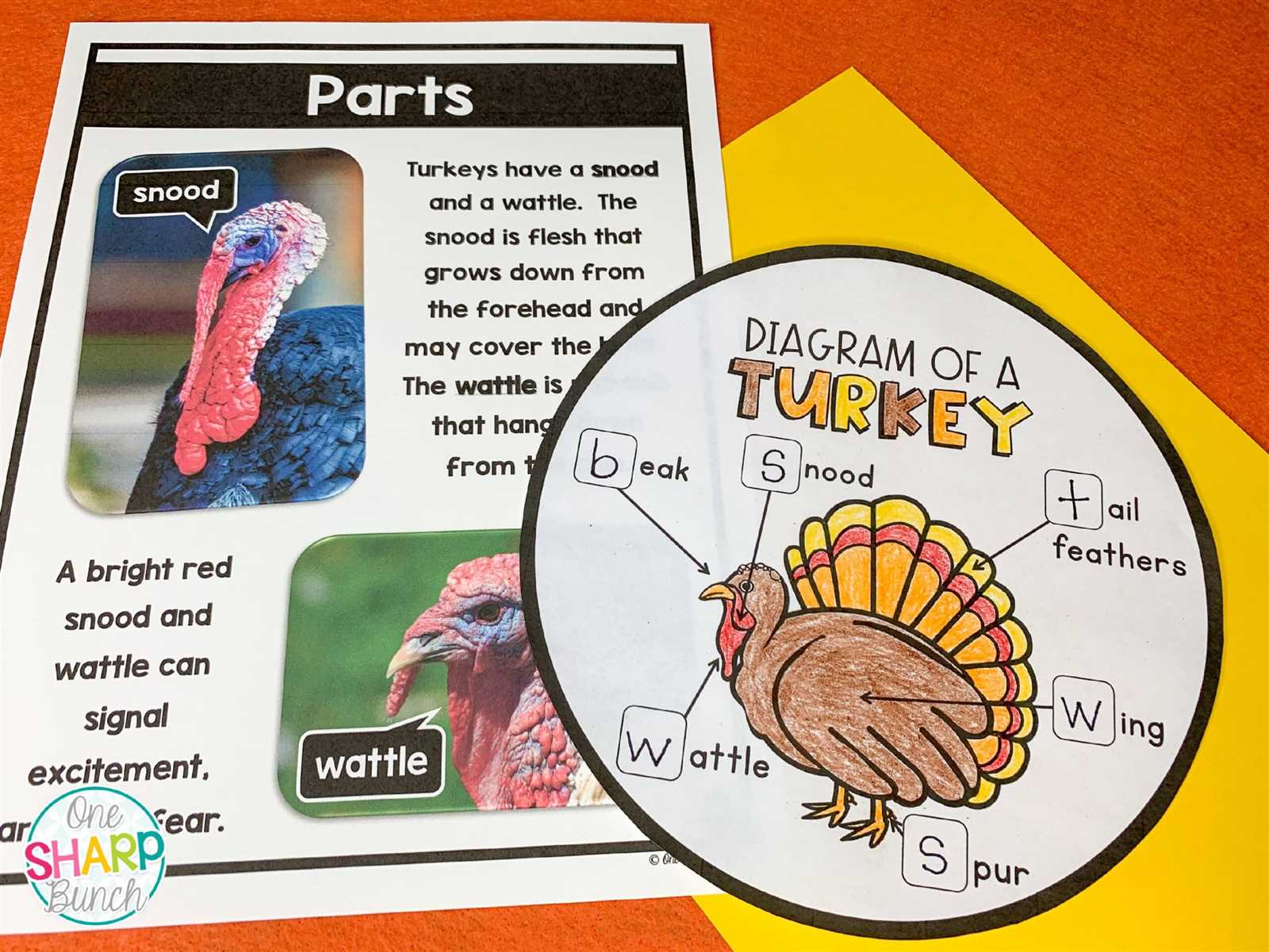 diagram of turkey parts