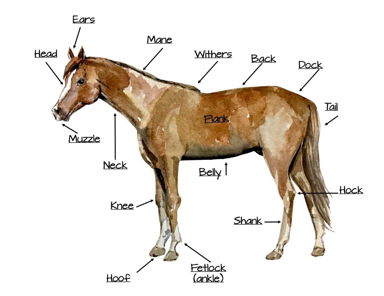 parts of a horse diagram