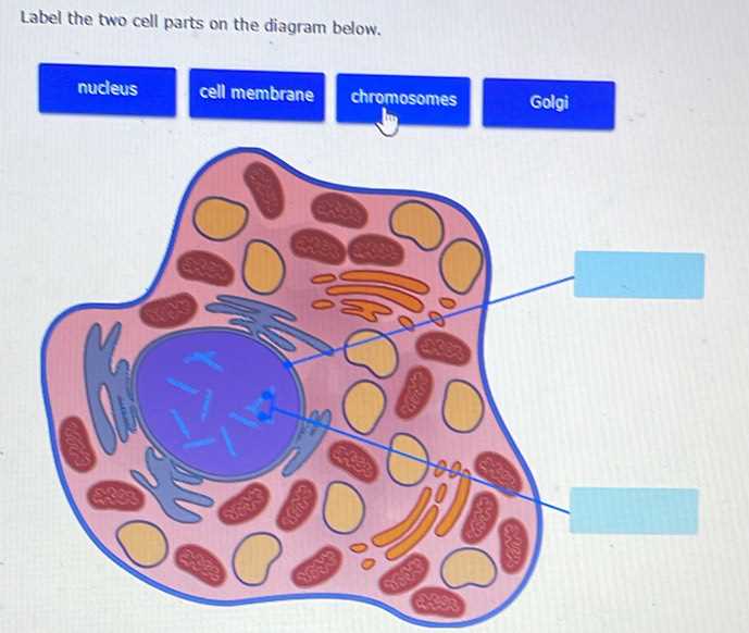 label the two cell parts on the diagram below.