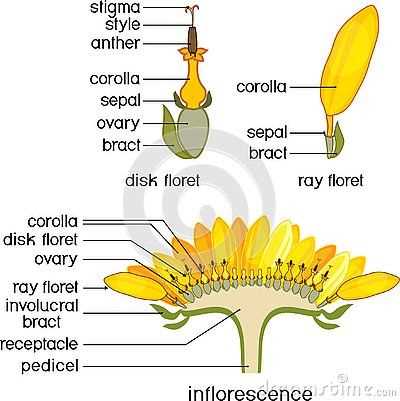 sunflower disc parts diagram