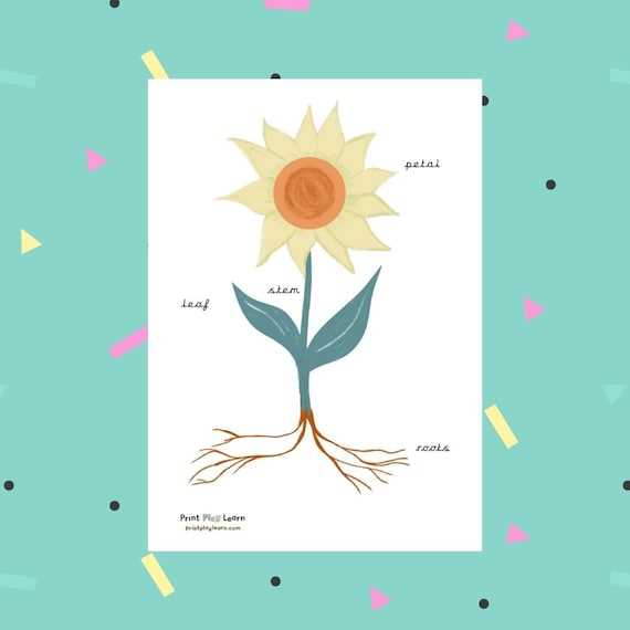 sunflower parts diagram