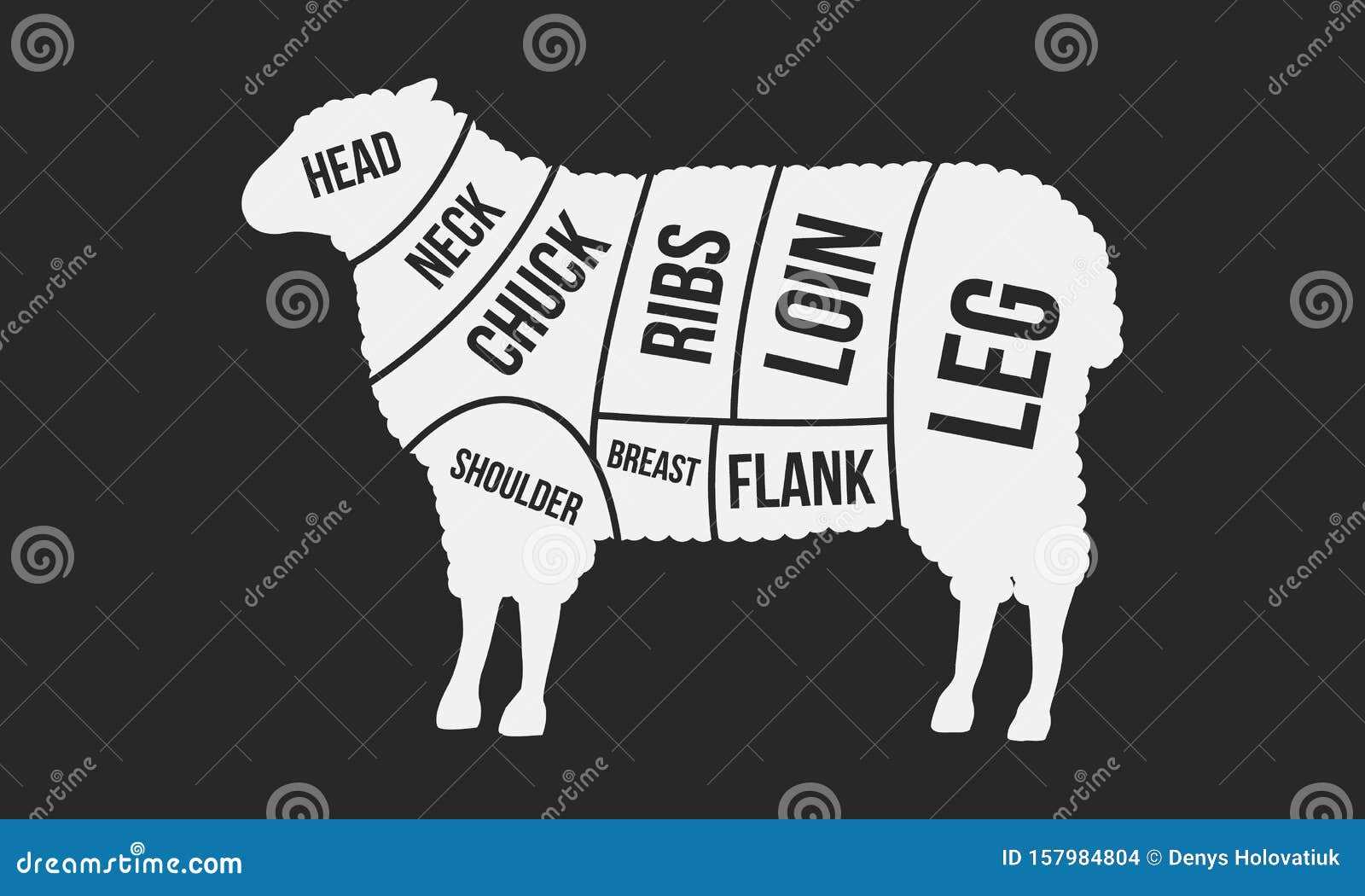 parts of a sheep diagram