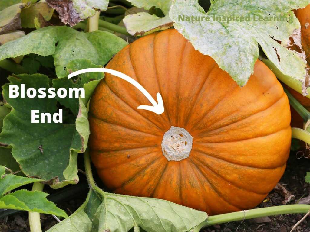 parts of a pumpkin diagram