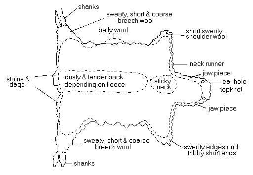 parts of a sheep diagram