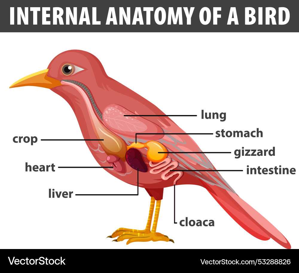 bird parts diagram