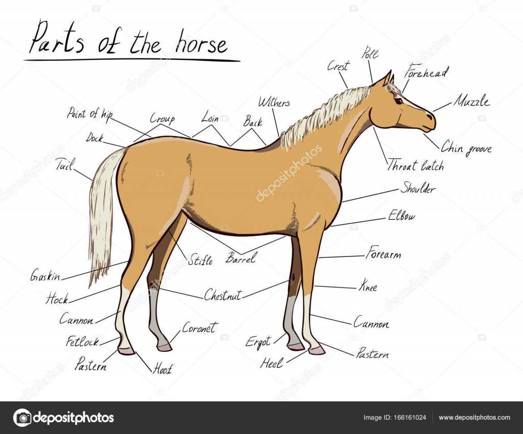 diagram of horse parts