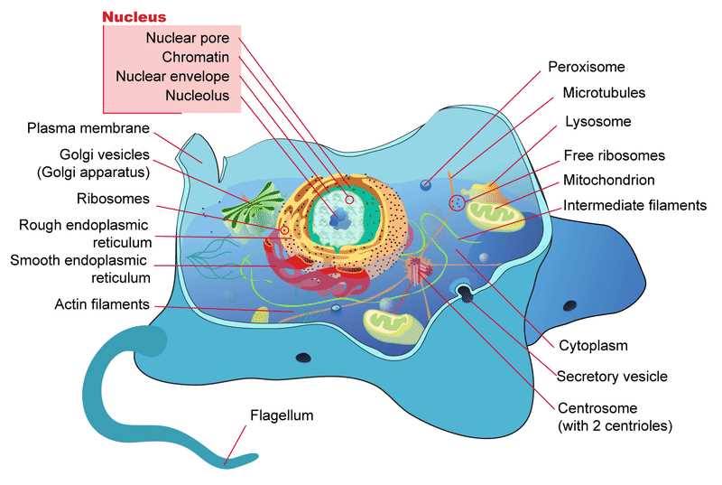 label the two cell parts on the diagram below.