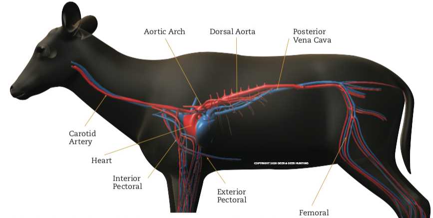 deer body parts diagram