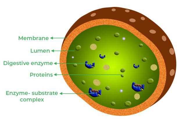 label the two cell parts on the diagram below.