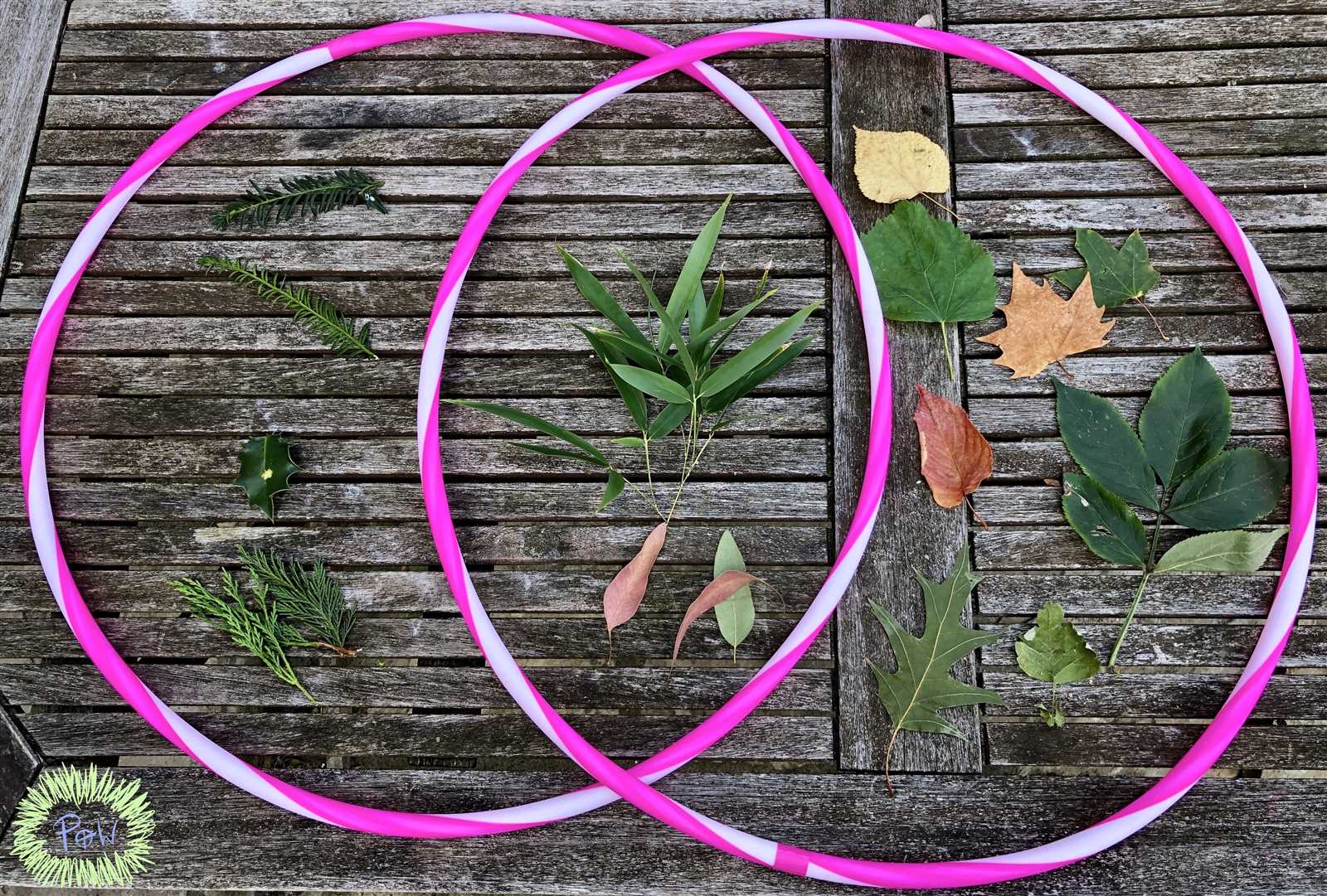 fits in venn diagram of trees and body parts fits in venn diagram of trees and body parts