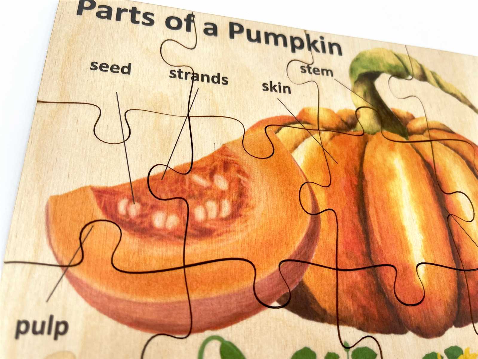 parts of a pumpkin diagram