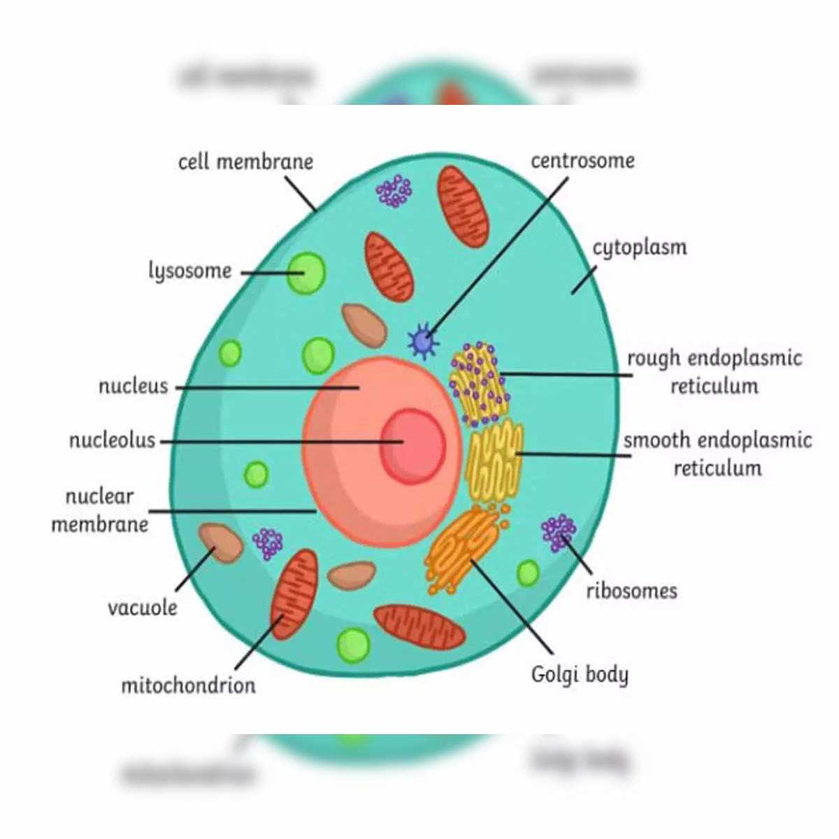 label the two cell parts on the diagram below.