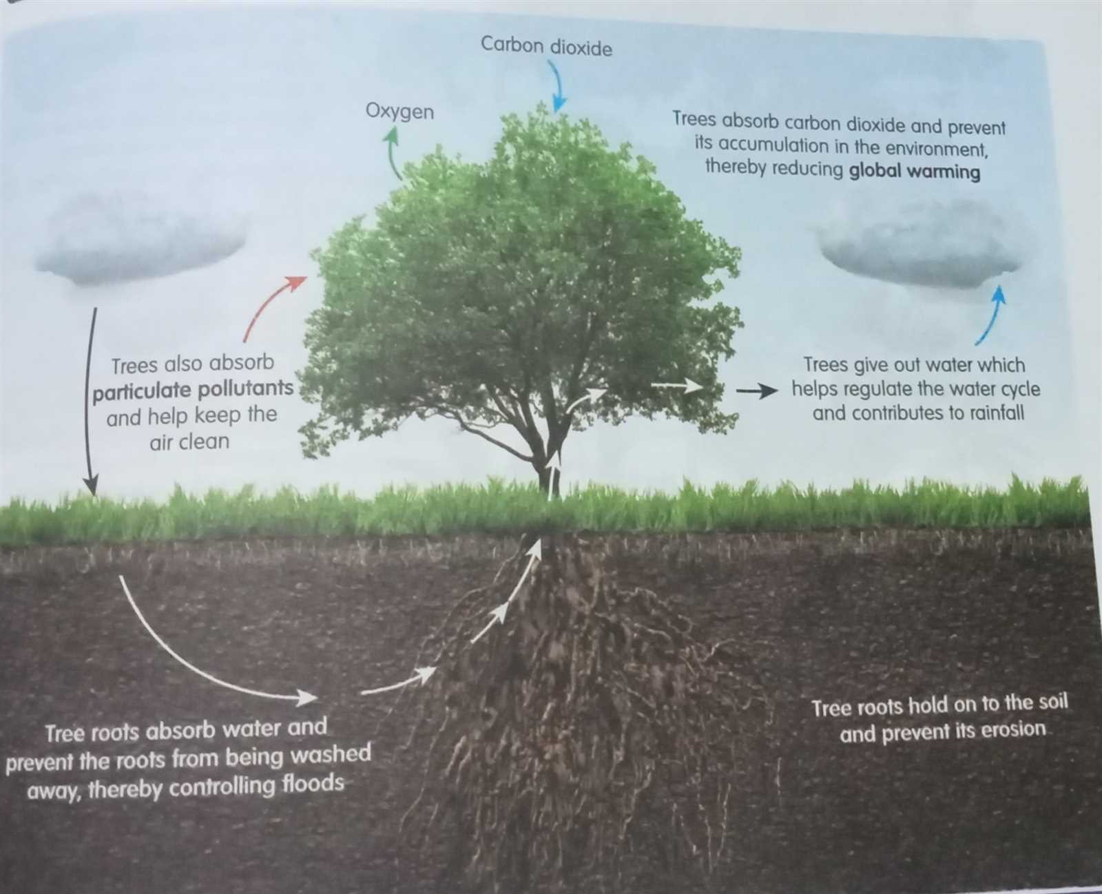 what fits venn diagram of trees and body parts