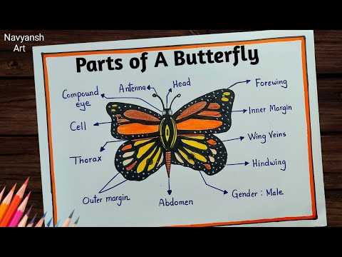 parts of a butterfly diagram