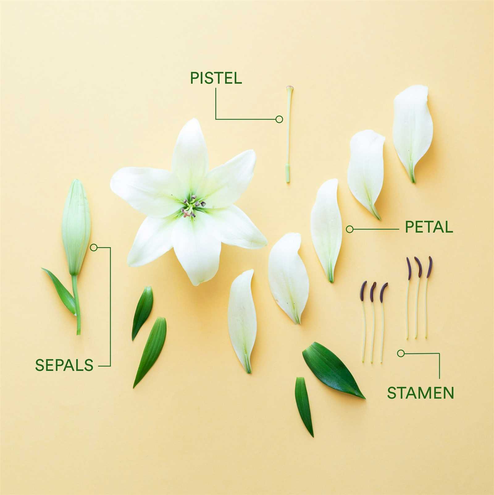 parts of a lily diagram