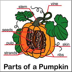 pumpkin parts diagram